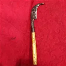 شاخه