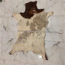پوست