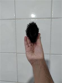 ست