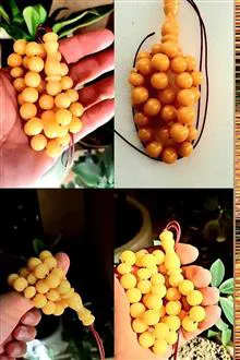 کهربای