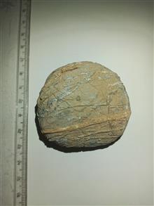 فسیل