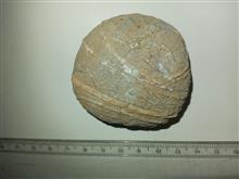 فسیل