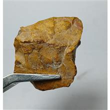 جاسپرزرد