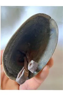 زنگوله