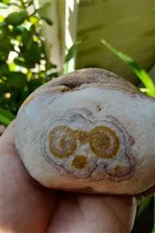 سنگ