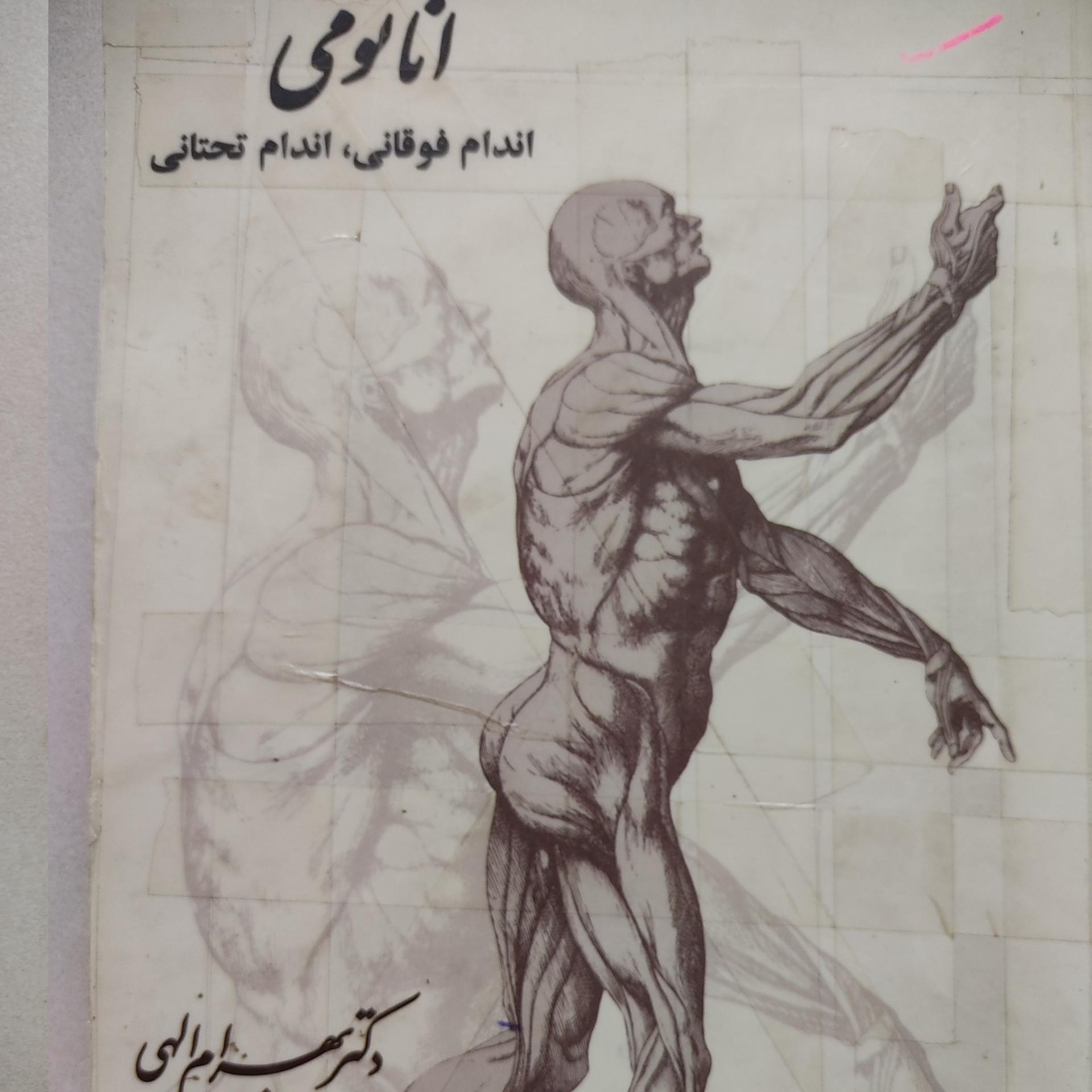 آناتومی اندام فوقانی اندام تحتانی