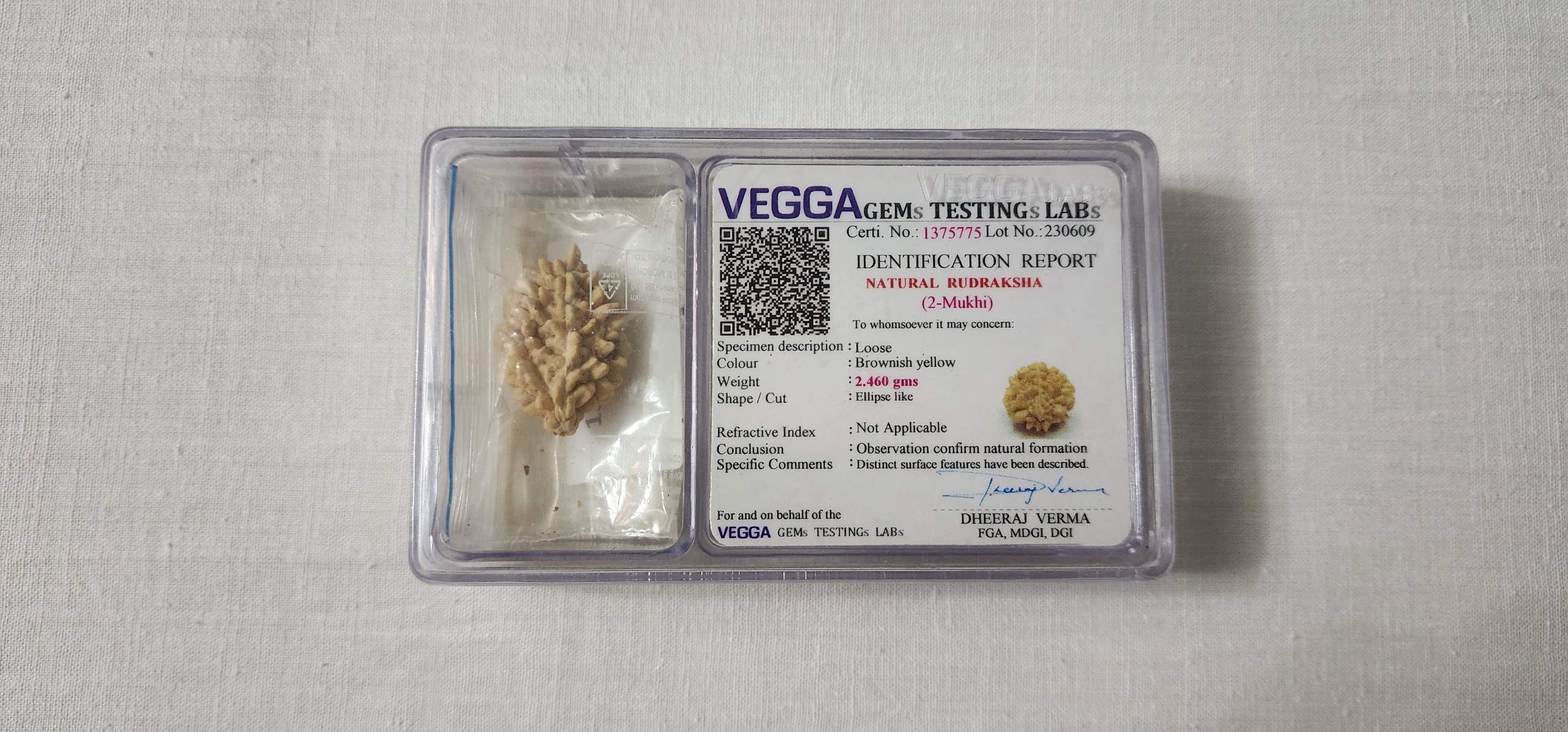 رودراکشا 2 موخی (Rudraksha 2-mukhi)