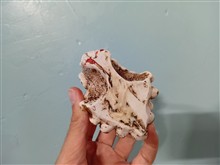 مجسمه