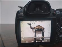 دوربین