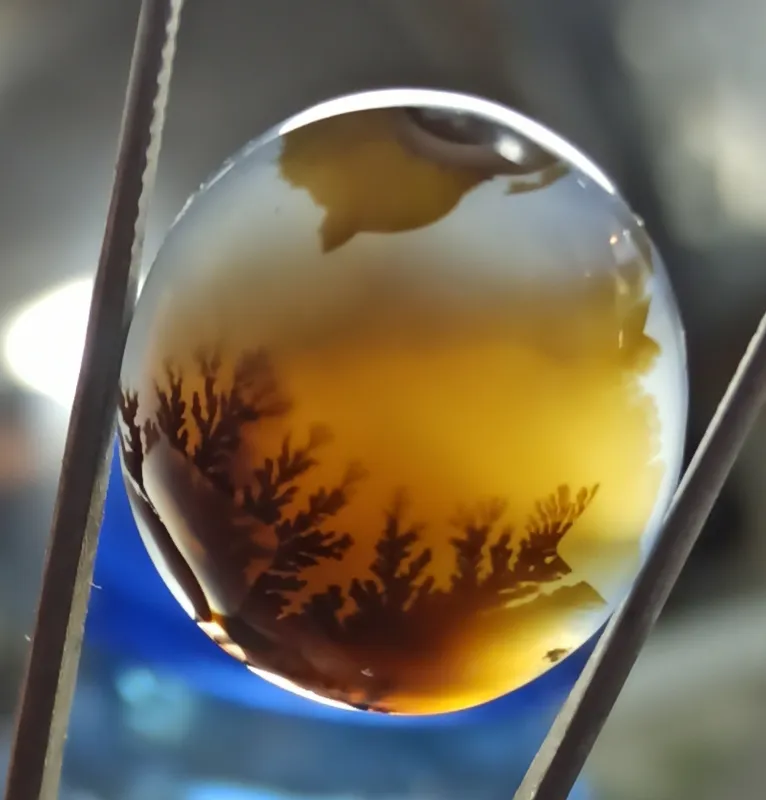 شجر قائن اصل 6×18×21 میلیمتر