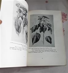 آفات
