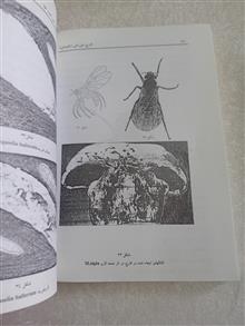 قارچ