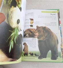 حیوانات
