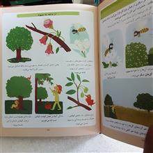 دایره