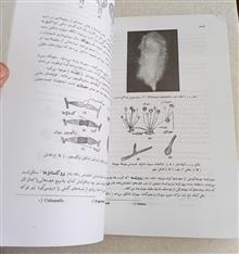 گیاه