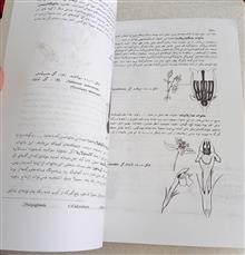 گیاه