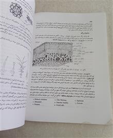 گیاه