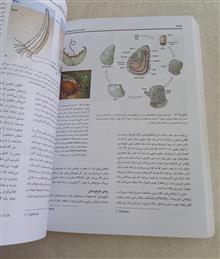 اصول