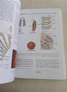 اصول