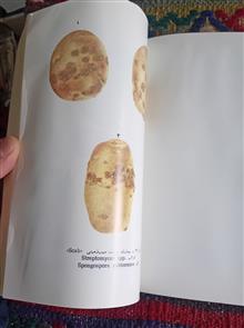 زراعت