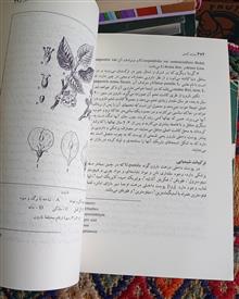 معارف