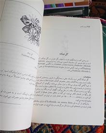 معارف