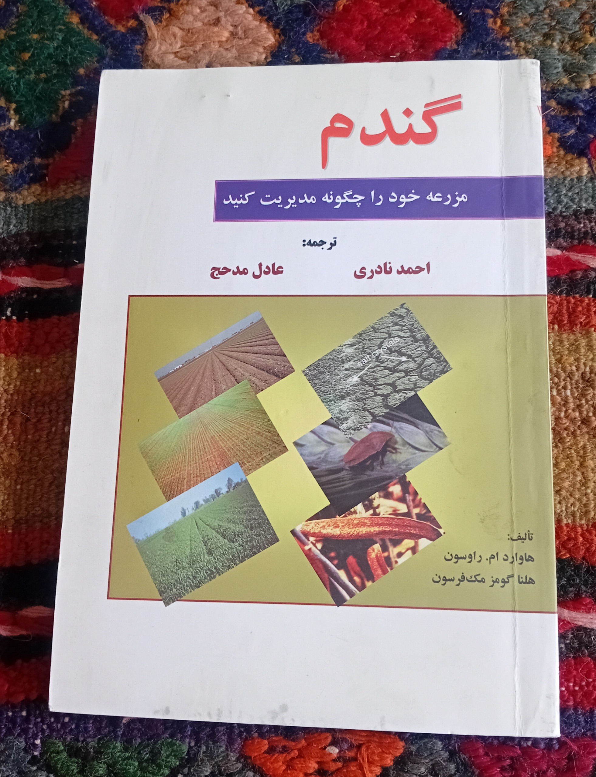 گندم مزرعه خود را چگونه مدیریت می کنید