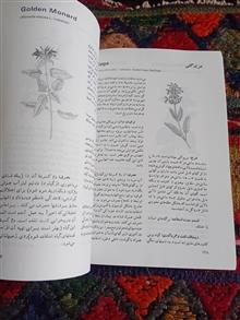 گیاهان