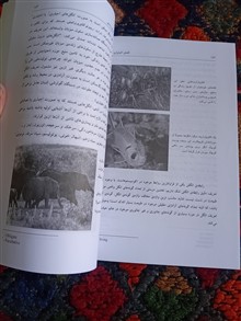 الفبای