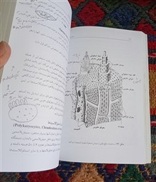 بافت