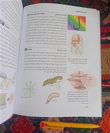 دایره
