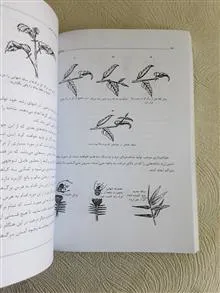 بون