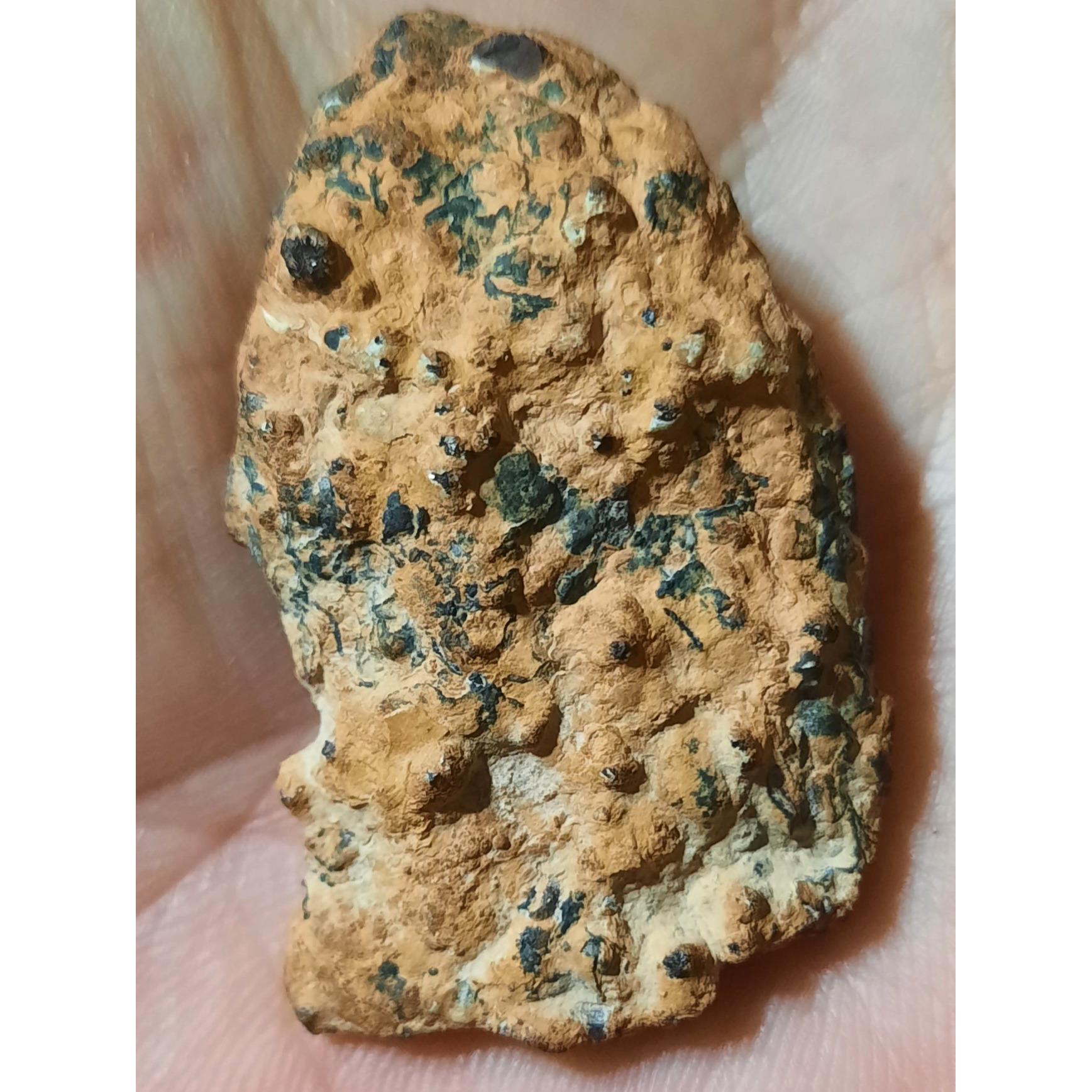 فسیل سنگ گیاهی