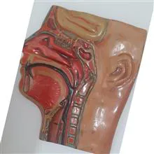 مولارژ