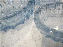یک