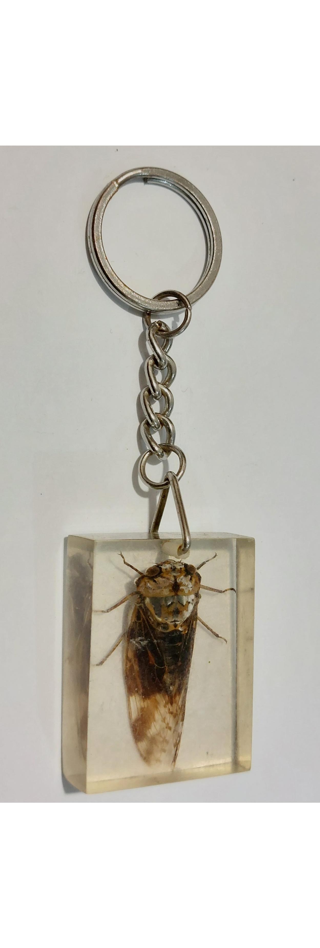 جاکلیدی با حشره