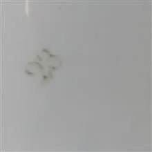 دیس