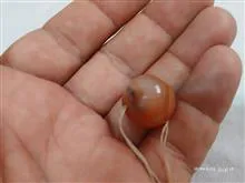 مهره
