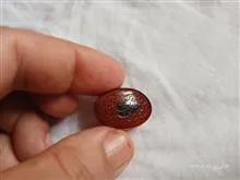 نگین