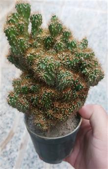 کاکتوس