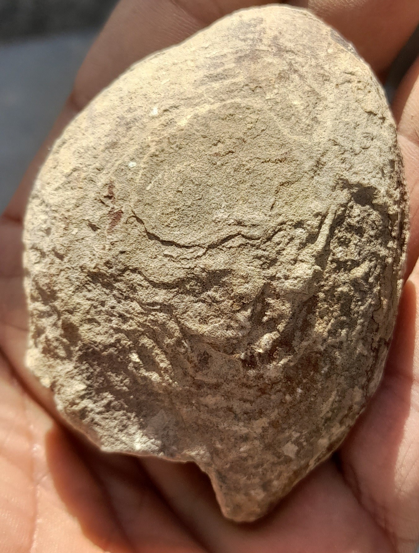 سنگ راف طبیعی فسیلی