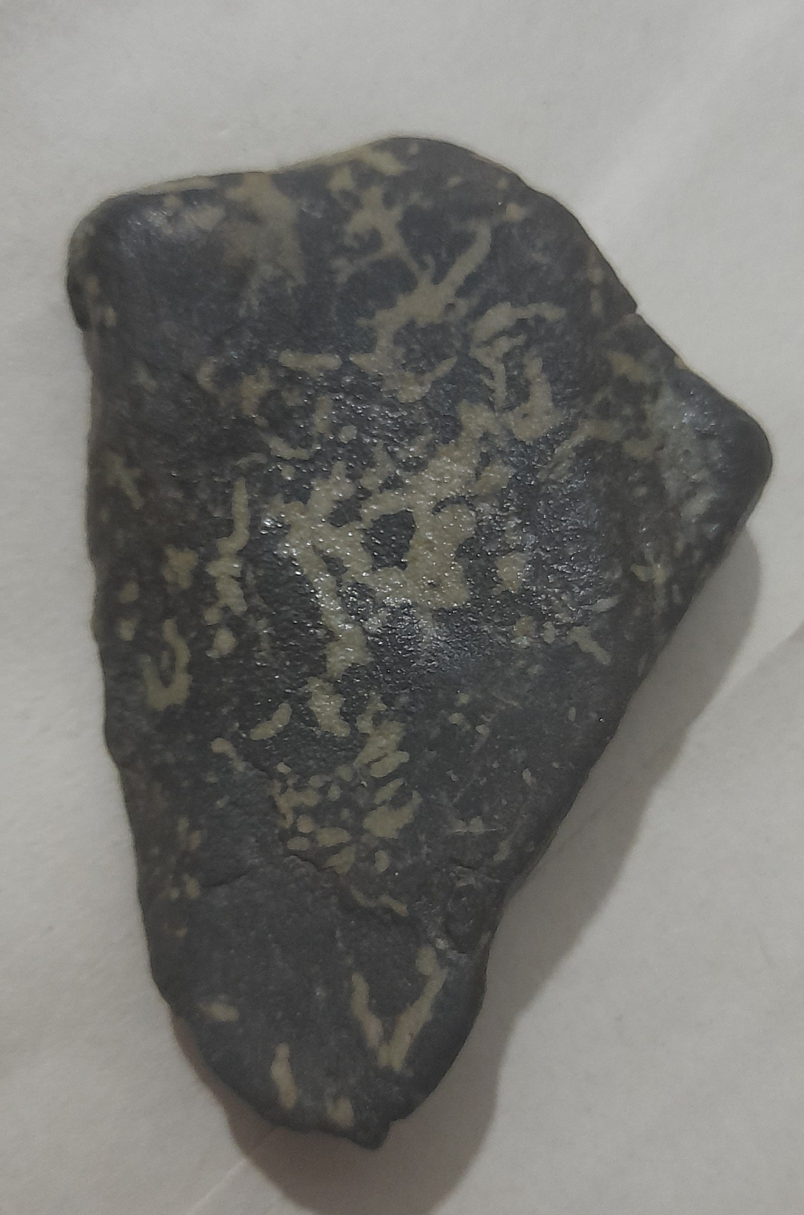 یک عدد فسیل برگ