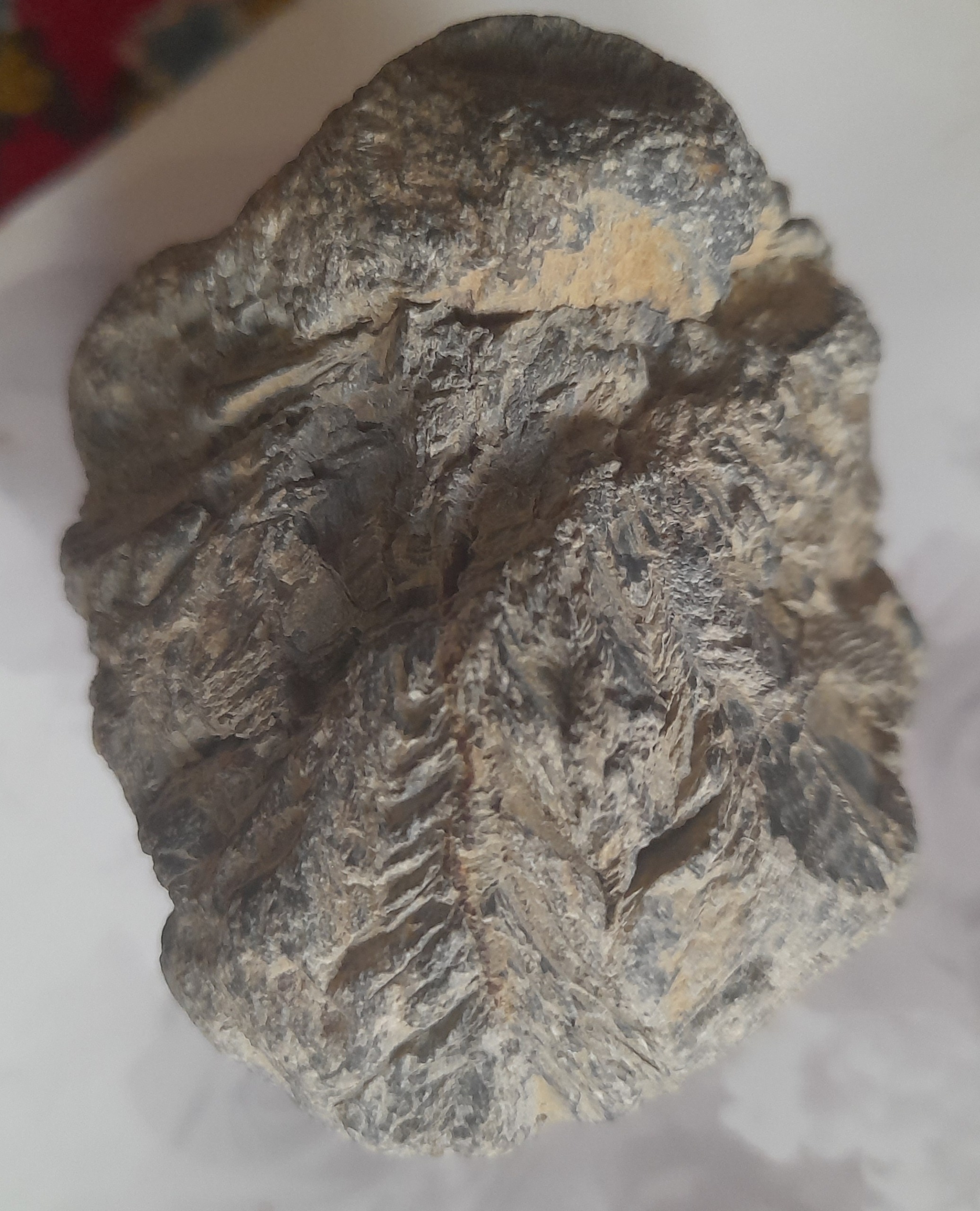 فسیل وسنگنگاره گیاهی