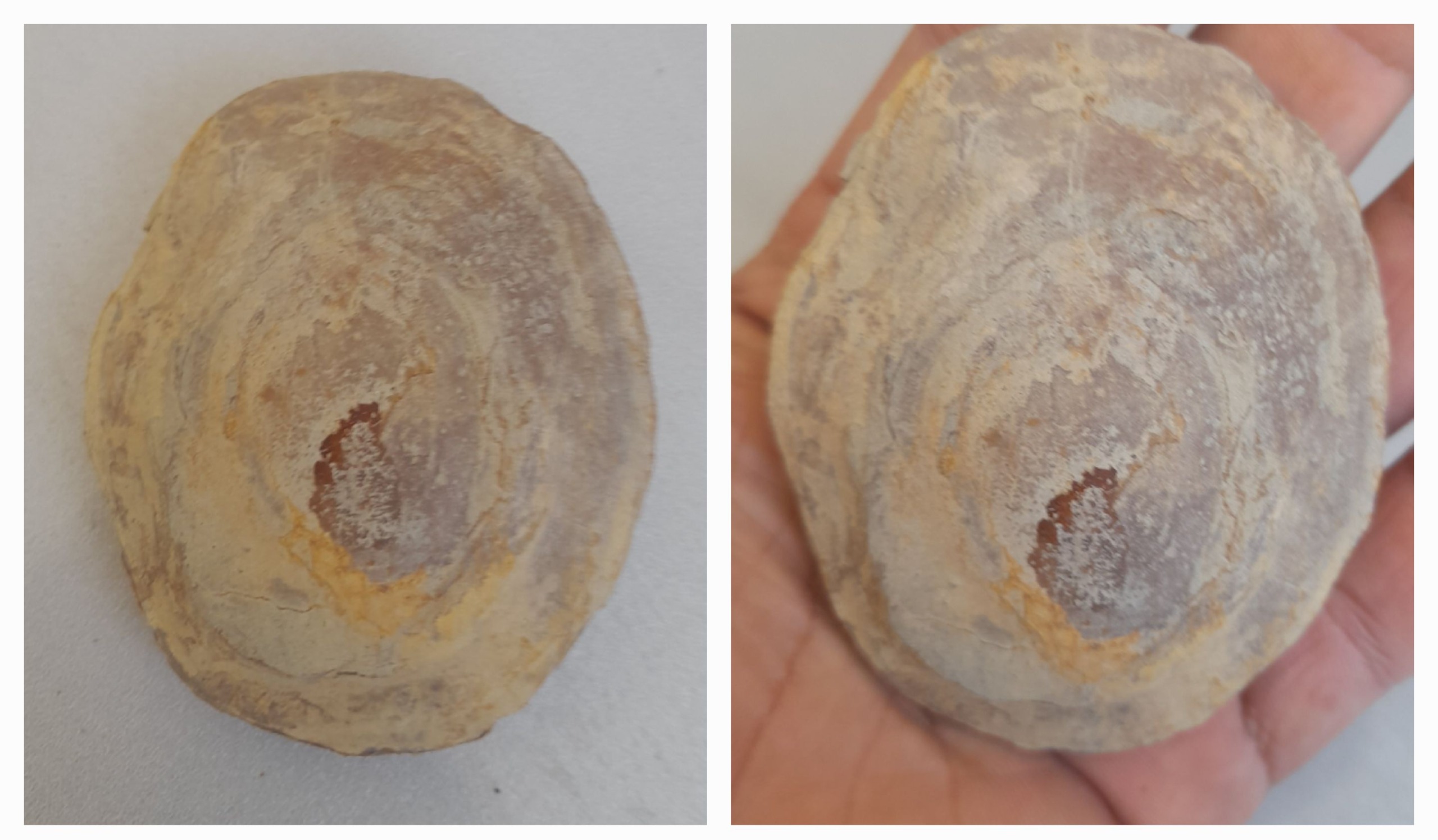 یک عدد فسیل بزرگ مطابق تصویر