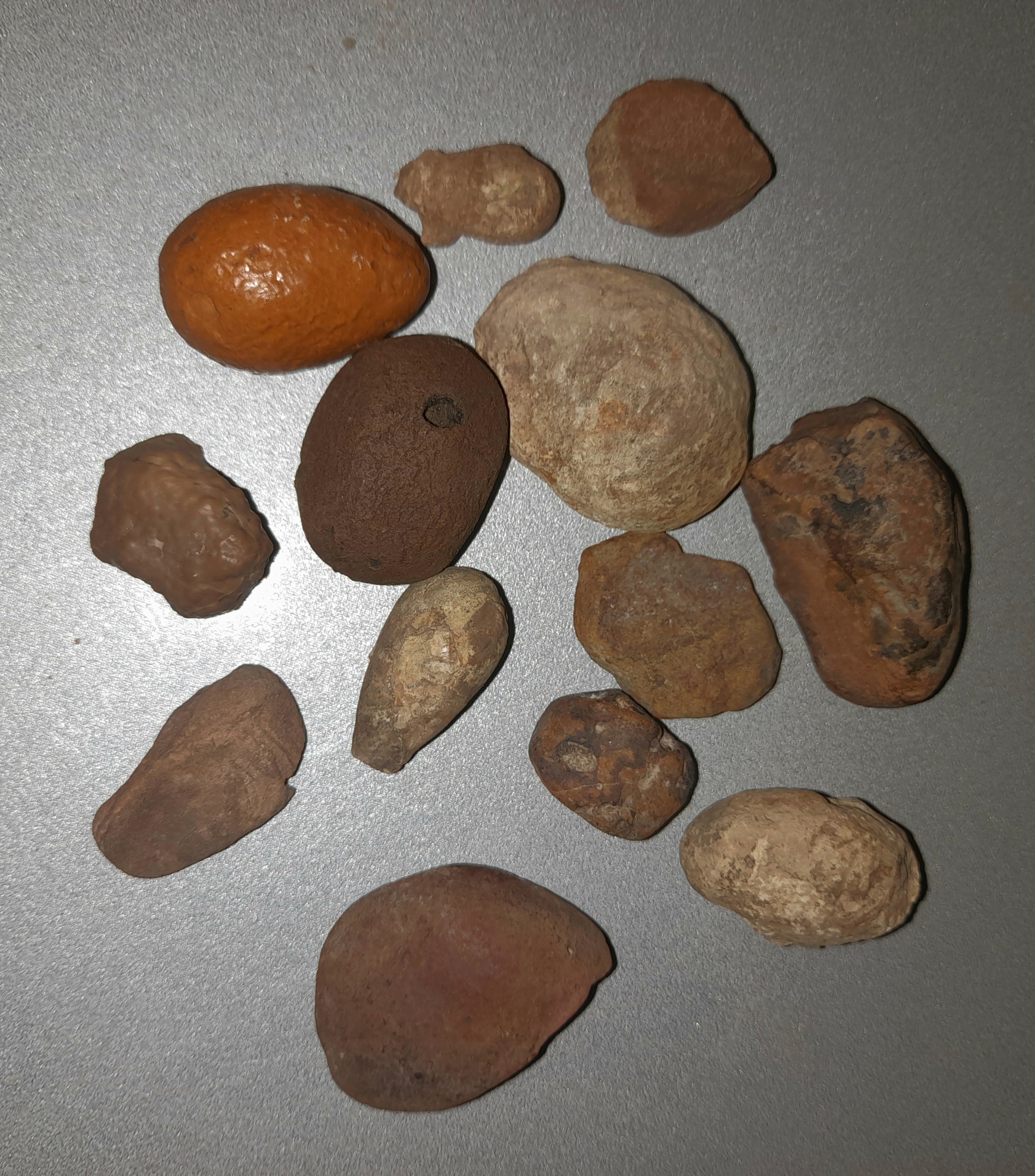 کوچیکترین فسیل گیاهی وجانوری