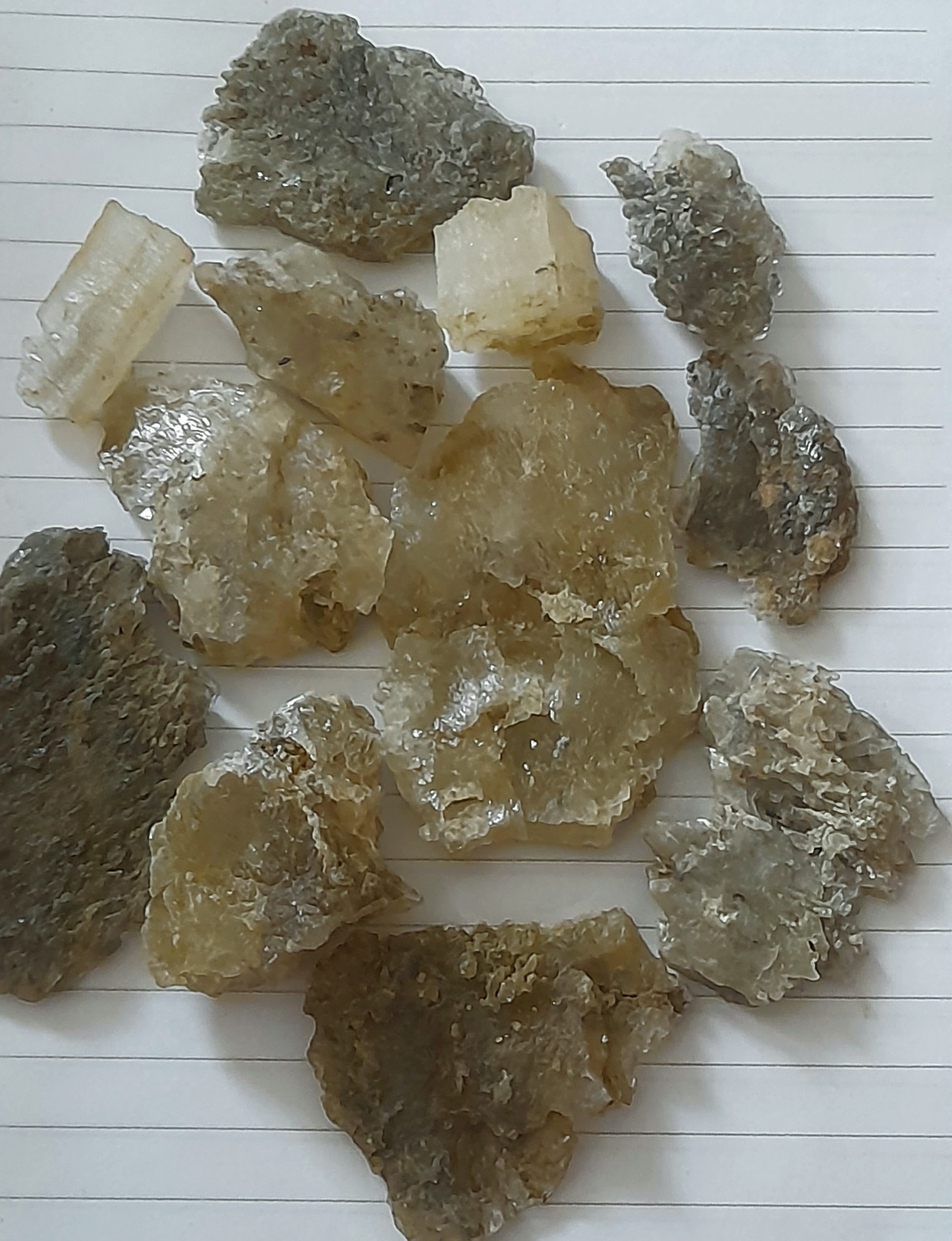 پک فسیل های کوارتز شده برگ گیاهان