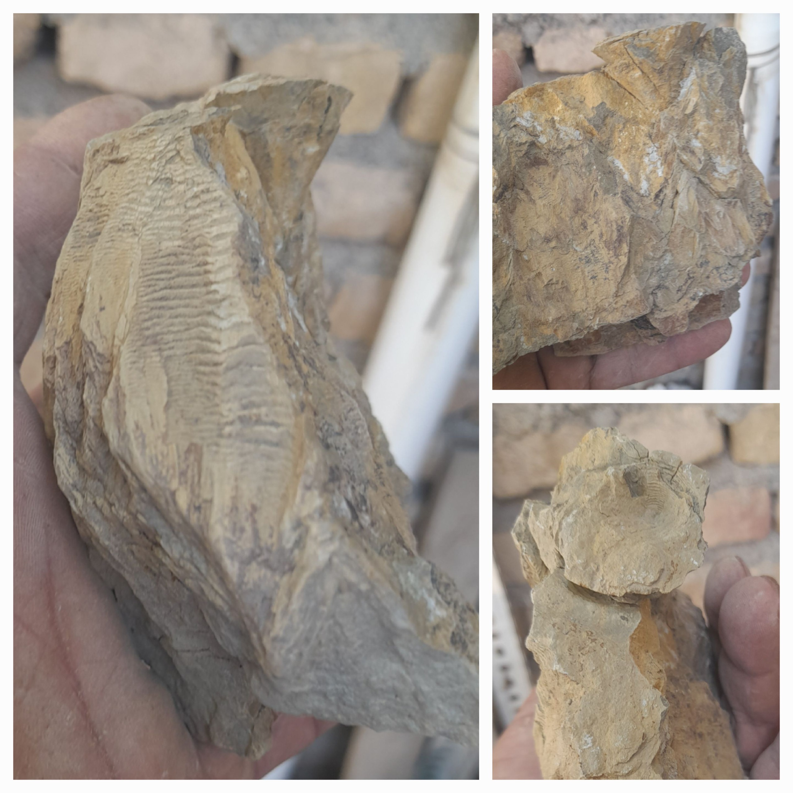 فسیل.و سنگنکاره برگ و درخت