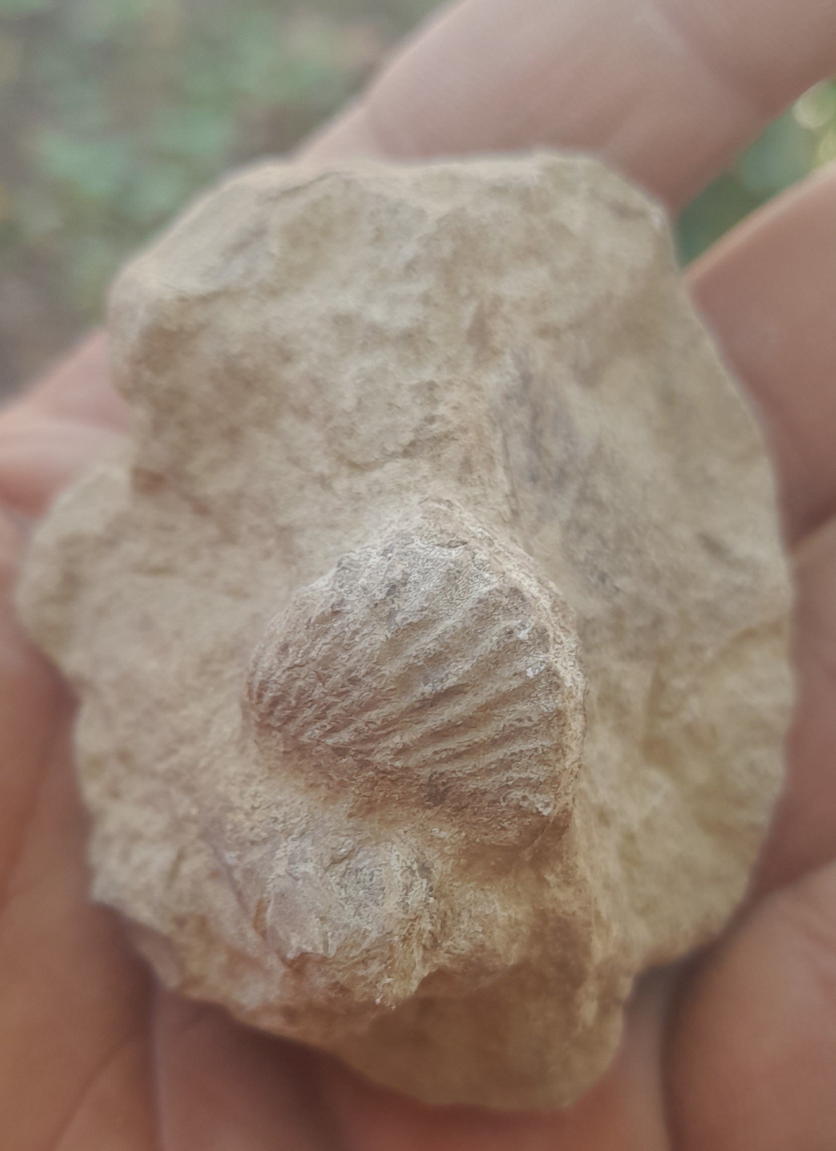یک عدد فسیل صدفی مطابق تصویر