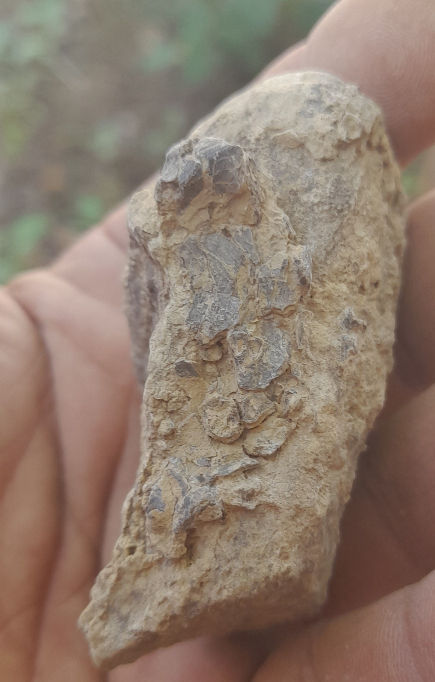 یک عدد فسیل مطابق تصویر