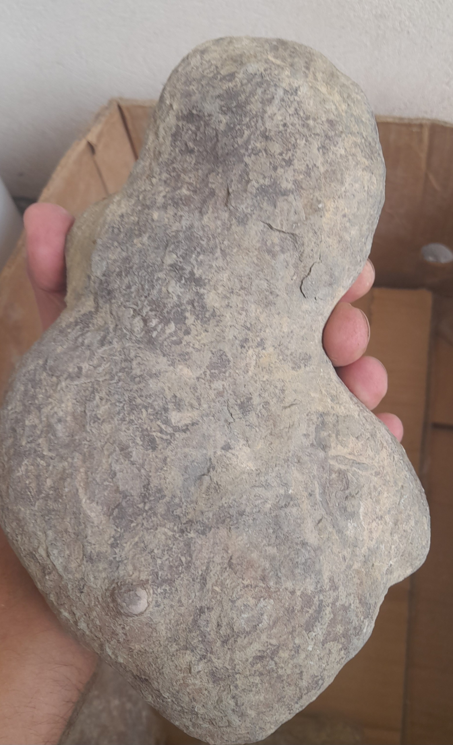 یک عدد فسیل بزرگ مطابق تصویر